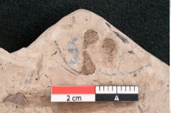 Foto (Detailansicht) von Dryandra sp. (NHMW-GEO-2024-0188-11468)